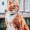 Σήμερα έμαθα: Γιατί οι γάτες ακούνε στο ΨιΨι;
