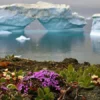 Ξεκίνησαν να ανθίζουν λουλούδια στην Ανταρκτική